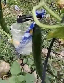 理塘吃瓜事件真相视频,揭秘真相背后的惊人内幕