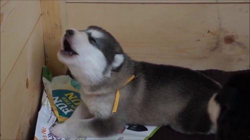 小二哈吃瓜视频,萌宠视角下的娱乐圈风云