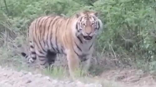 三只老虎吃瓜视频大全,欢乐无限视频大盘点