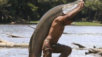 有鱼喜欢吃小瓜吗视频,小瓜在鱼儿餐桌上的地位