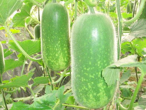 雄东吃瓜视频,揭秘网络热点的背后真相