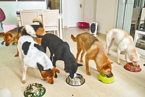 吃瓜狗狗吵架视频在线观看,在线观看爆笑视频，萌宠吵架场面引网友热议