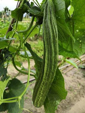 优雅吃瓜视频瓜棚,揭秘瓜棚背后的故事