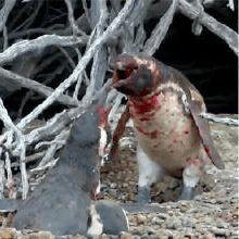 企鹅吃瓜视频,揭秘动物界的“娱乐圈”