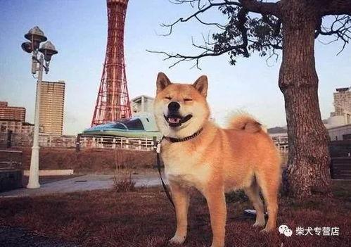 柴犬可以吃佛手瓜吗视频,探索佛手瓜的适宜性