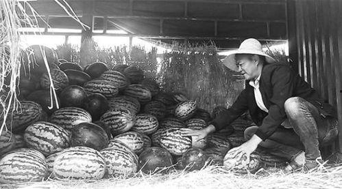 冕宁吃瓜群众事件视频曝光,视频曝光揭示惊人真相