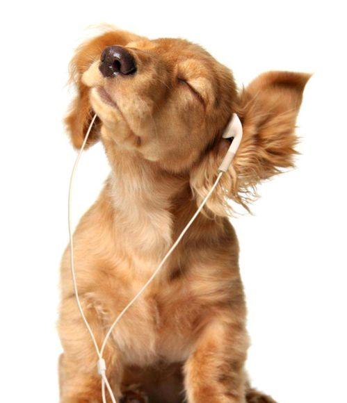 吃瓜张大嘴小狗视频在线观看,在线观看萌态十足