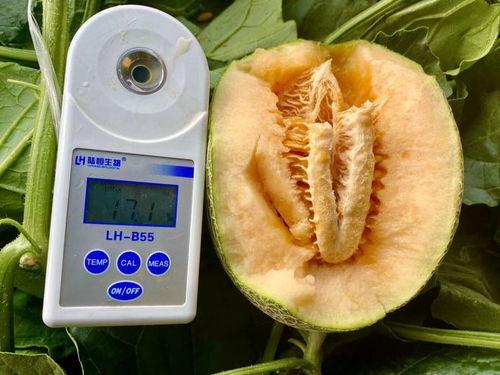 大量吃瓜视频大全,海量吃瓜视频大盘点