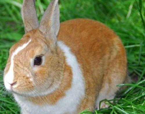 兔子可以吃砍瓜吗视频,探索兔子新食粮的奇妙之旅