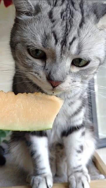 猫咪免费吃瓜视频,萌宠吃瓜视频萌翻网友