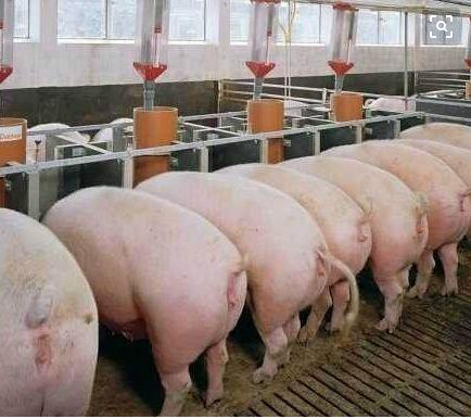 猪可以吃地梢瓜吗视频,揭秘地梢瓜在猪饲料中的应用