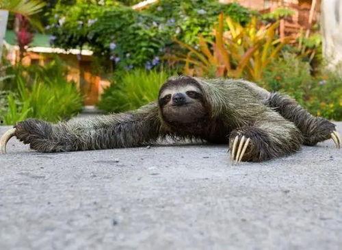 一堆动物吃瓜吵架视频在线观看,搞笑视频盛宴，笑料横生！