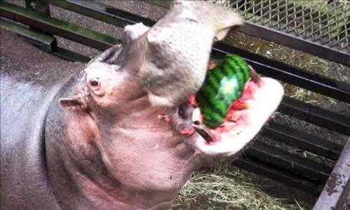 河马吃瓜视频播放,趣味横生的动物食趣瞬间